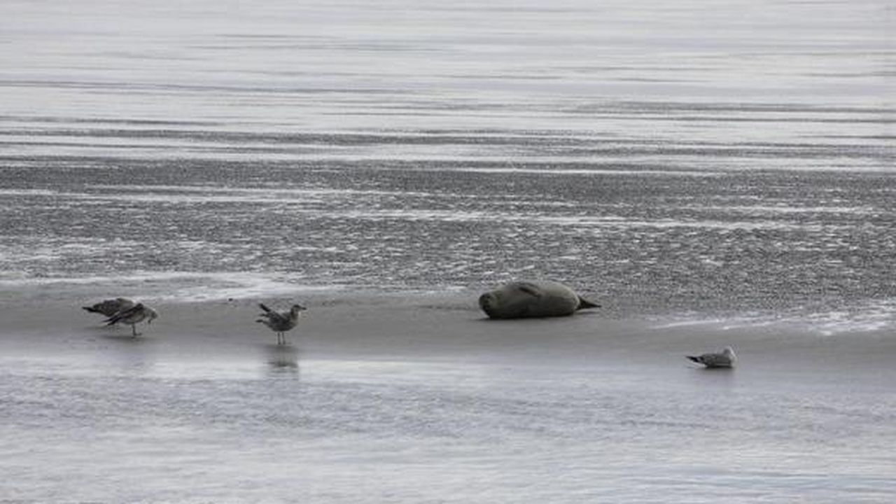 Seehund im Wattenmeer Seehund im Wattenmeer